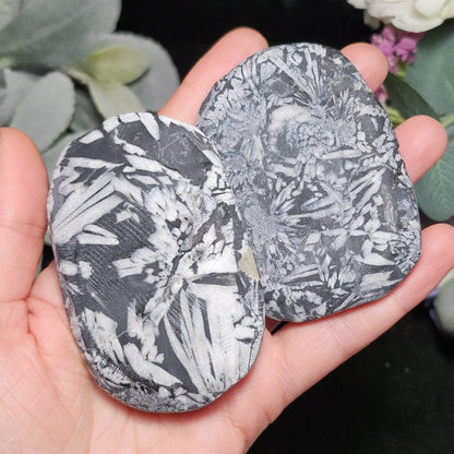 Chrysanthemum Stone, Polished Palm Stone