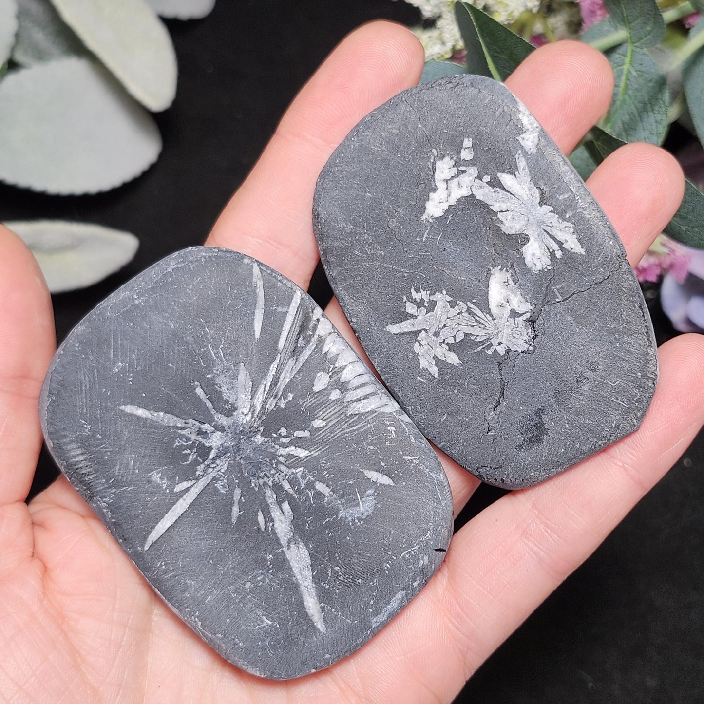 Chrysanthemum Stone, Polished Palm Stone