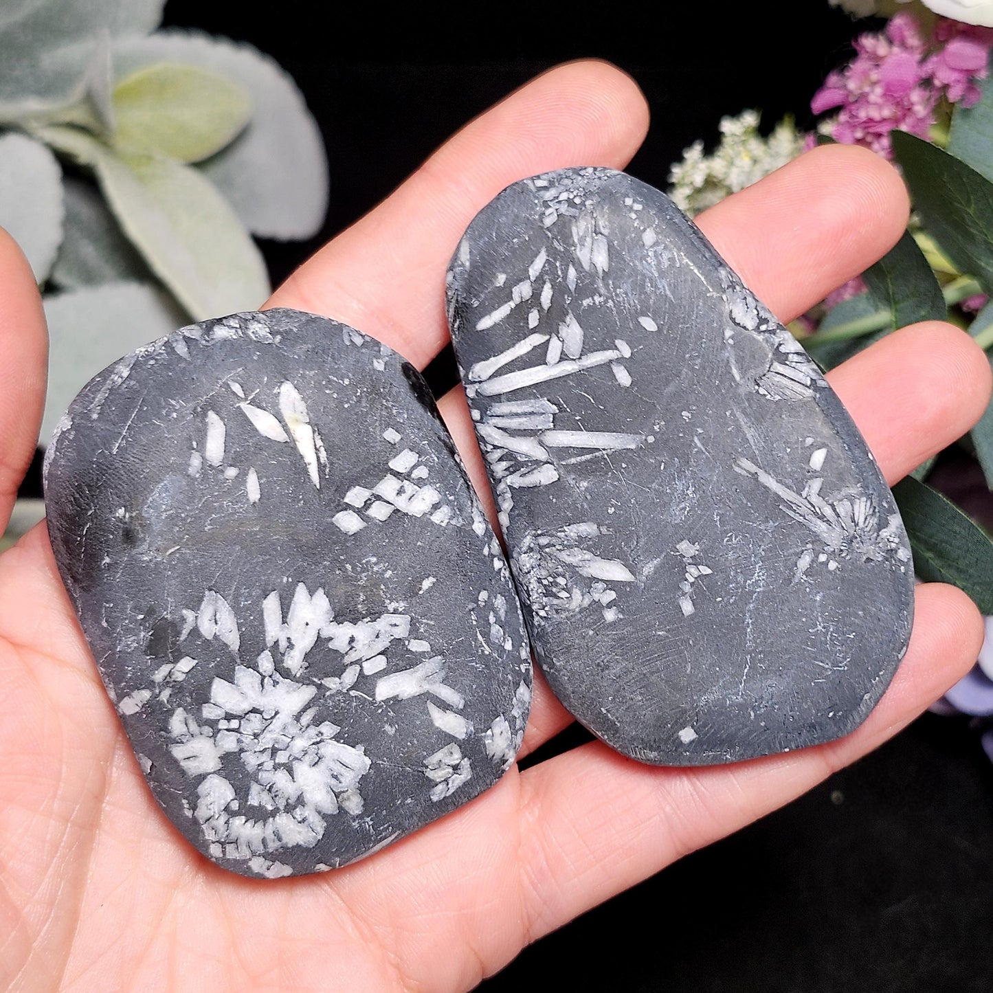 Chrysanthemum Stone, Polished Palm Stone