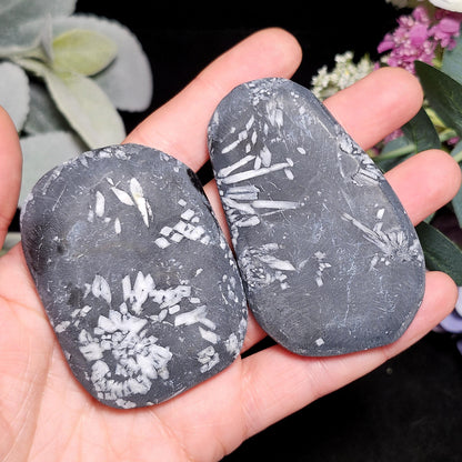 Chrysanthemum Stone, Polished Palm Stone