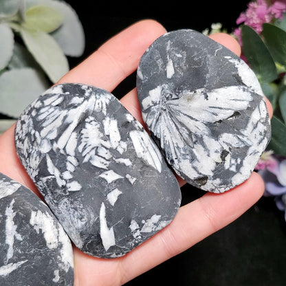 Chrysanthemum Stone, Polished Palm Stone