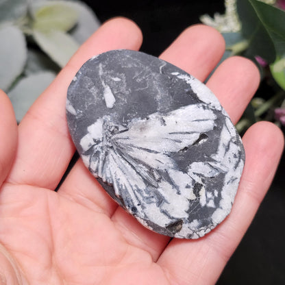 Chrysanthemum Stone, Polished Palm Stone