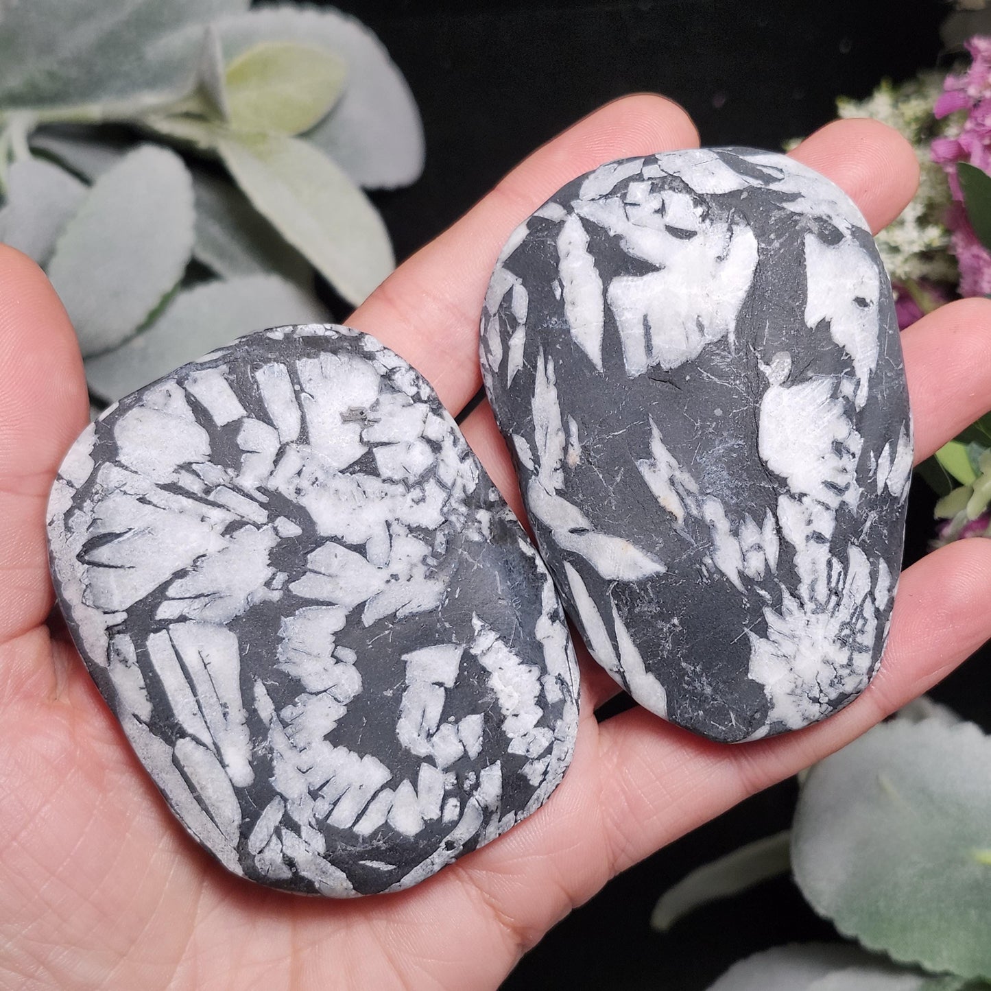 Chrysanthemum Stone, Polished Palm Stone
