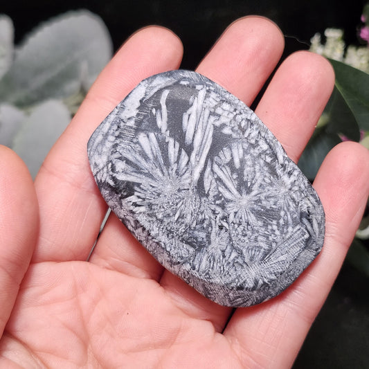Chrysanthemum Stone, Polished Palm Stone