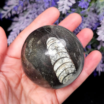 Orthoceras Fossil Sphere, 1.75