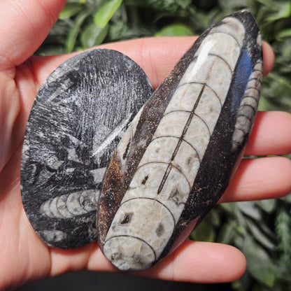 Orthoceras Fossil 2.5