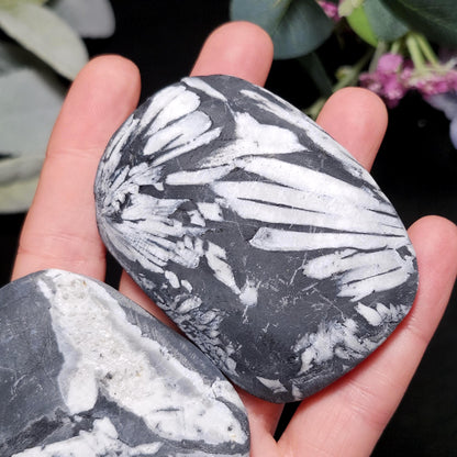 Chrysanthemum Stone, Polished Palm Stone