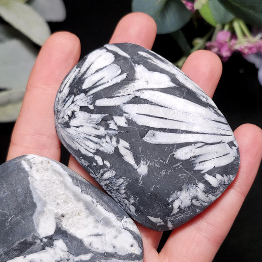 Chrysanthemum Stone, Polished Palm Stone