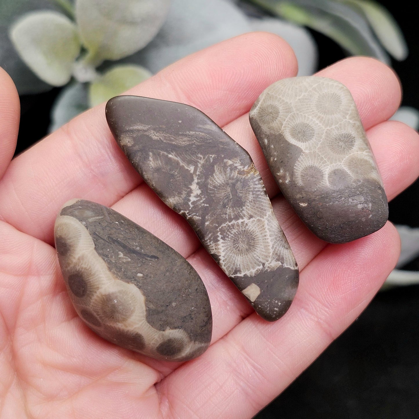 Petoskey Stone (10 to 15 grams) Polished Specimens from Michigan