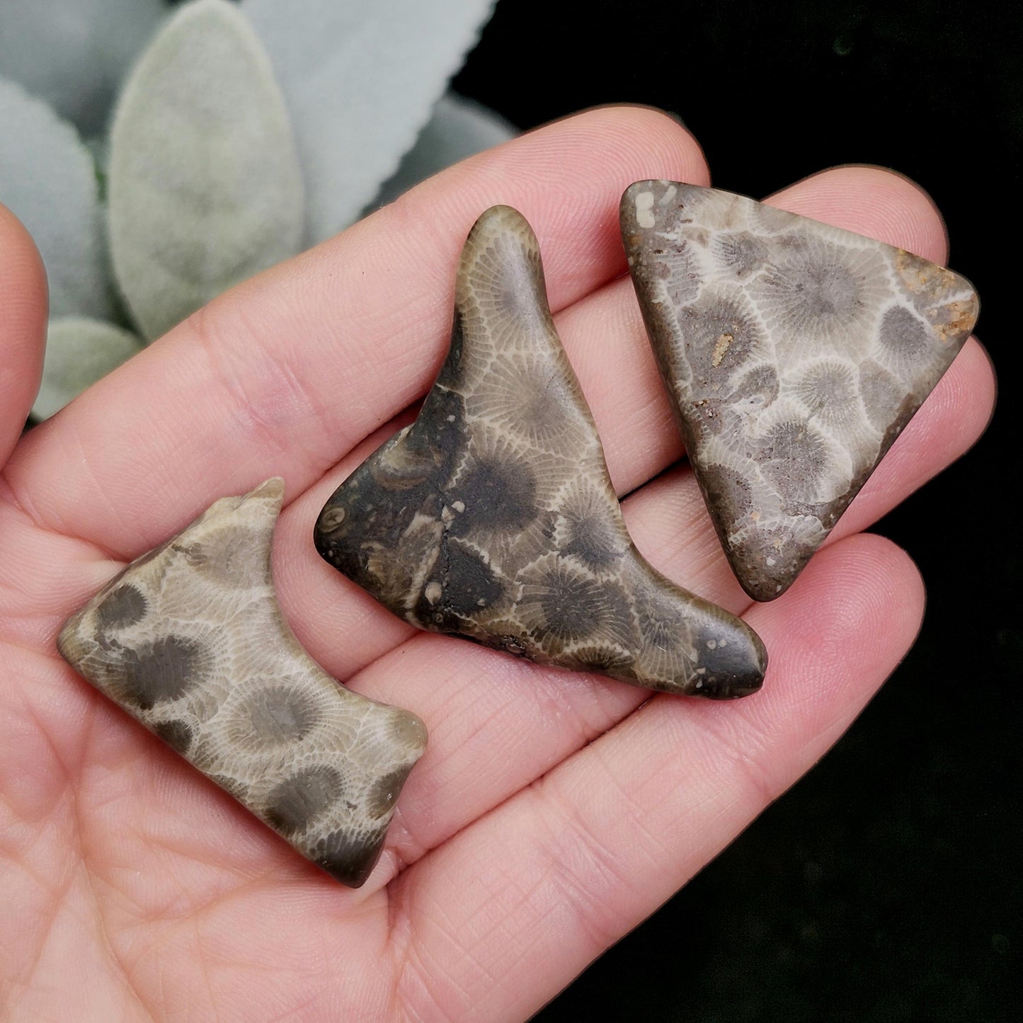 Petoskey Stone (10 to 15 grams) Polished Specimens from Michigan