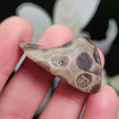 Petoskey Stone (10 to 15 grams) Polished Specimens from Michigan