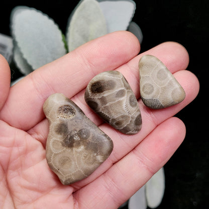 Petoskey Stone (Choose Your Weight) Polished Specimens from Michigan