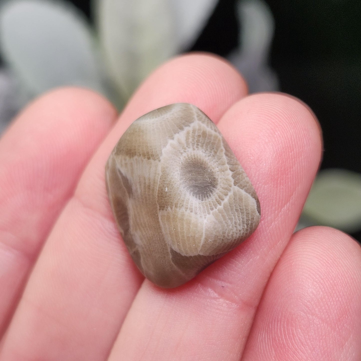 Petoskey Stone (Choose Your Weight) Polished Specimens from Michigan