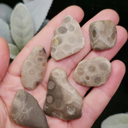 Petoskey Stone (Choose Your Weight) Polished Specimens from Michigan