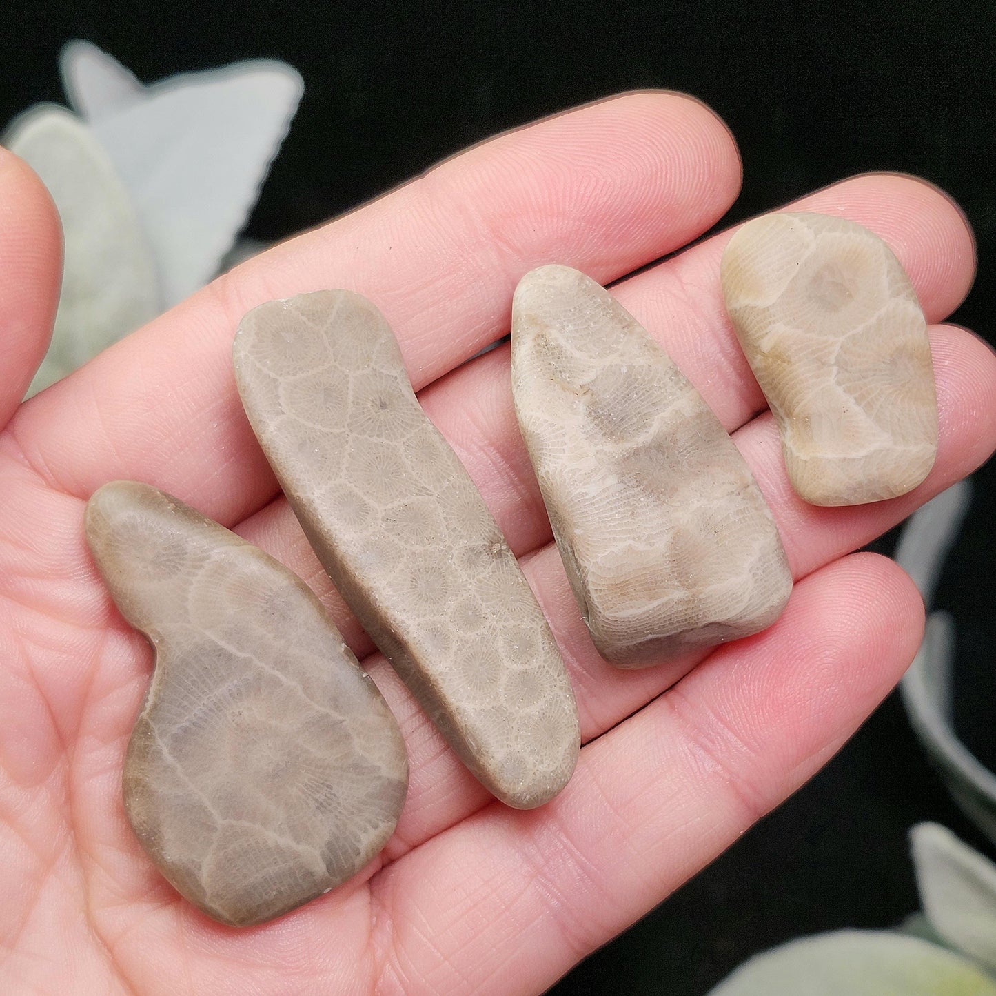 Petoskey Stone (Choose Your Weight) Polished Specimens from Michigan
