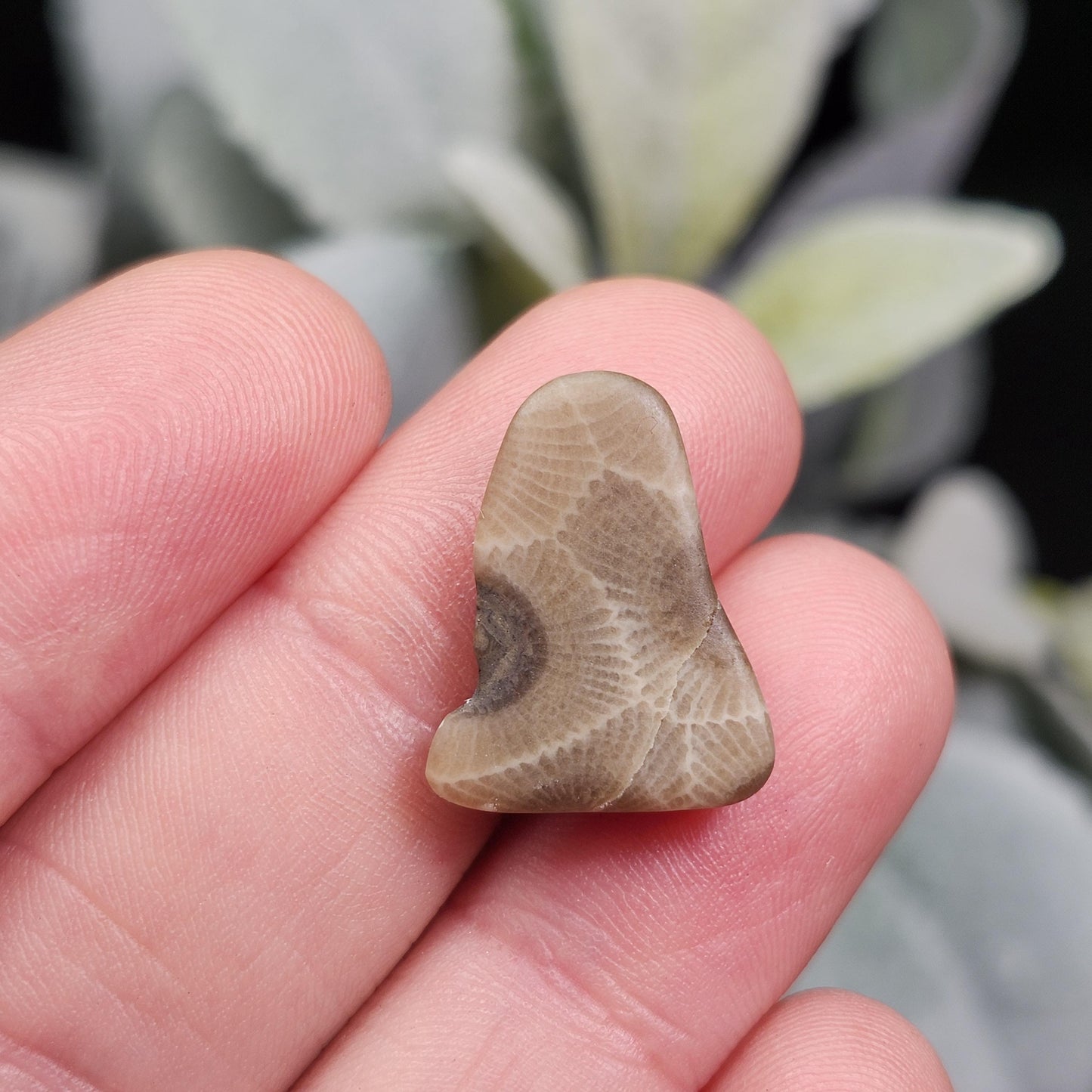 Petoskey Stone Polished Specimens from Michigan