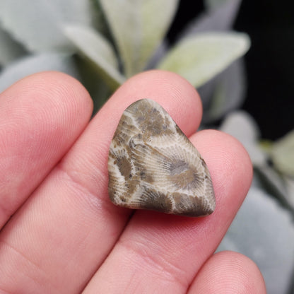 Petoskey Stone Polished Specimens from Michigan