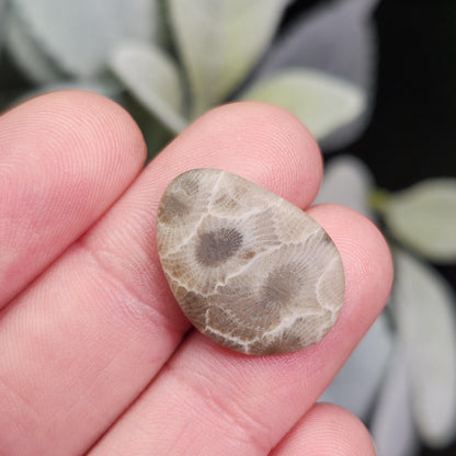 Petoskey Stone Polished Specimens from Michigan