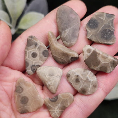Petoskey Stone Polished Specimens from Michigan
