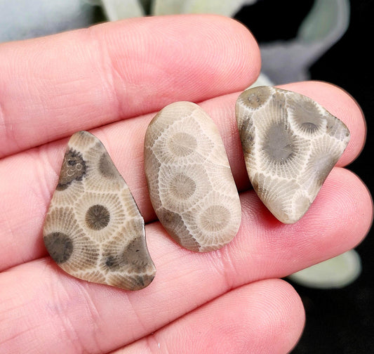 Petoskey Stone Polished Specimens from Michigan (1 to 3 grams)