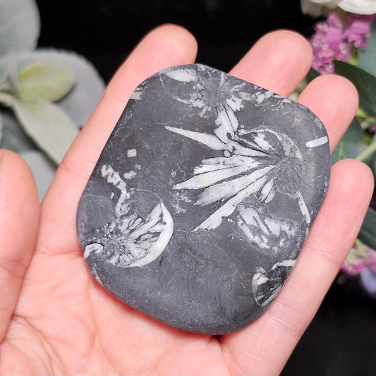 Chrysanthemum Stone, Polished Palm Stone