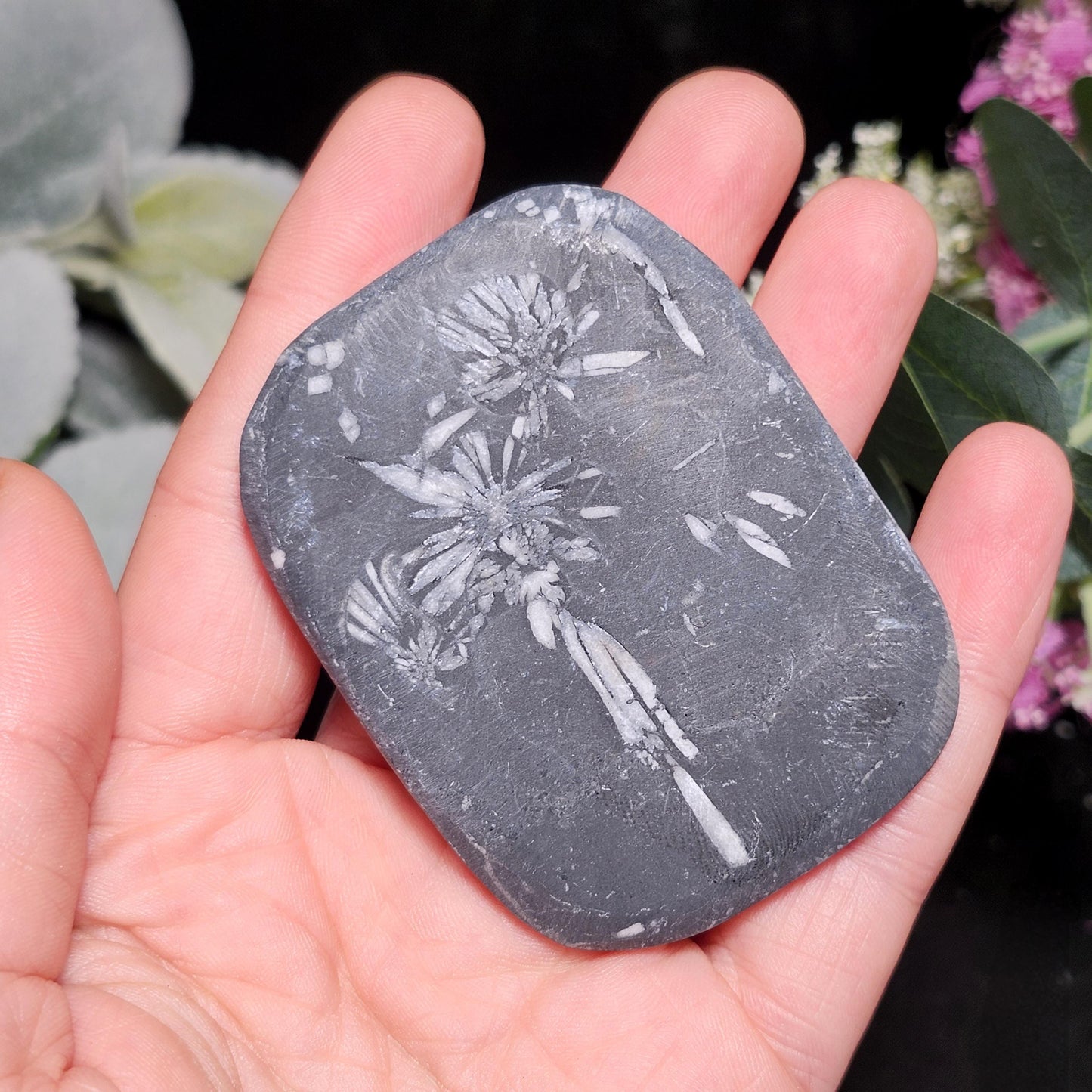 Chrysanthemum Stone, Polished Palm Stone