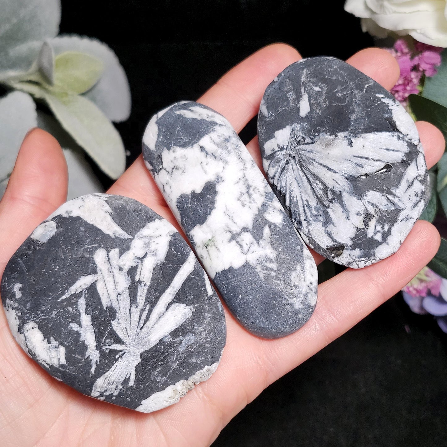 Chrysanthemum Stone, Polished Palm Stone