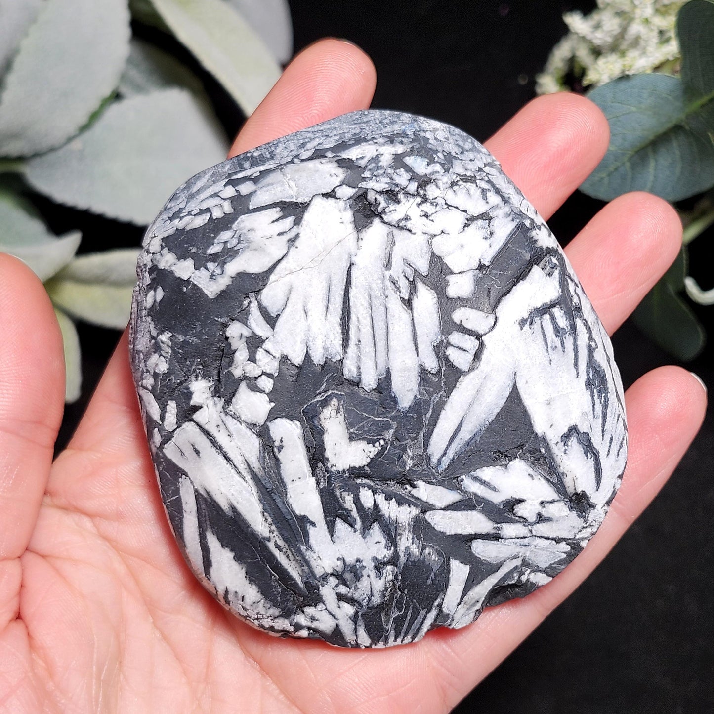 Chrysanthemum Stone, Polished Palm Stone