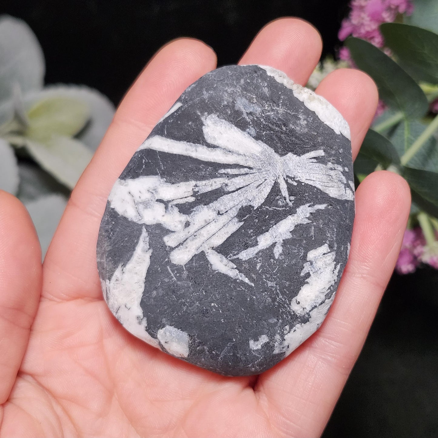 Chrysanthemum Stone, Polished Palm Stone