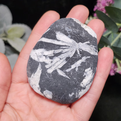 Chrysanthemum Stone, Polished Palm Stone