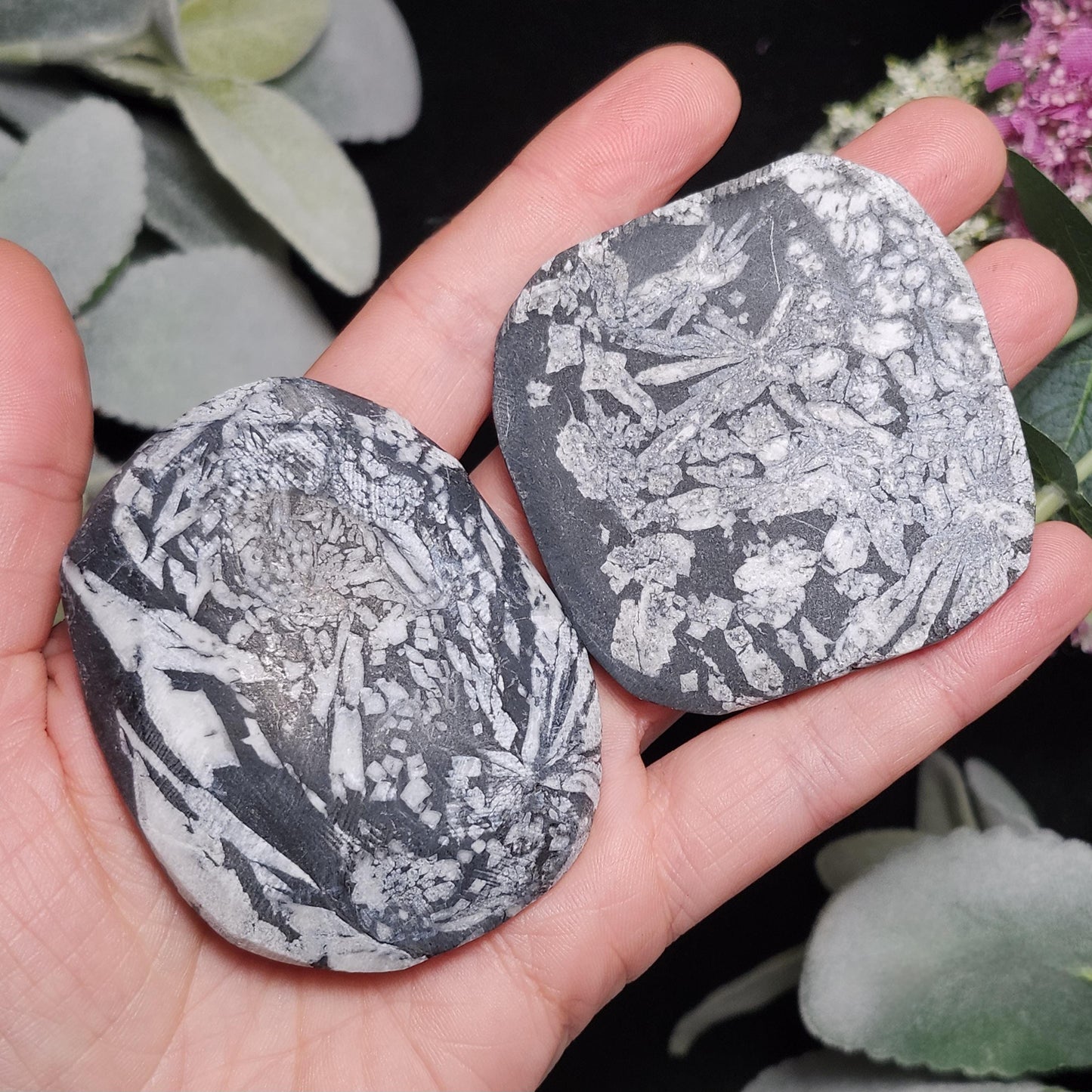 Chrysanthemum Stone, Polished Palm Stone