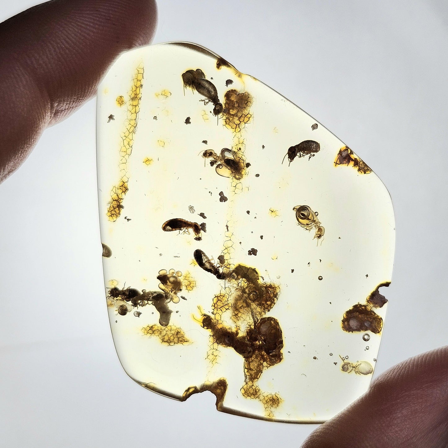 MOVING Enhydro AMBER with Bugs 5.7g