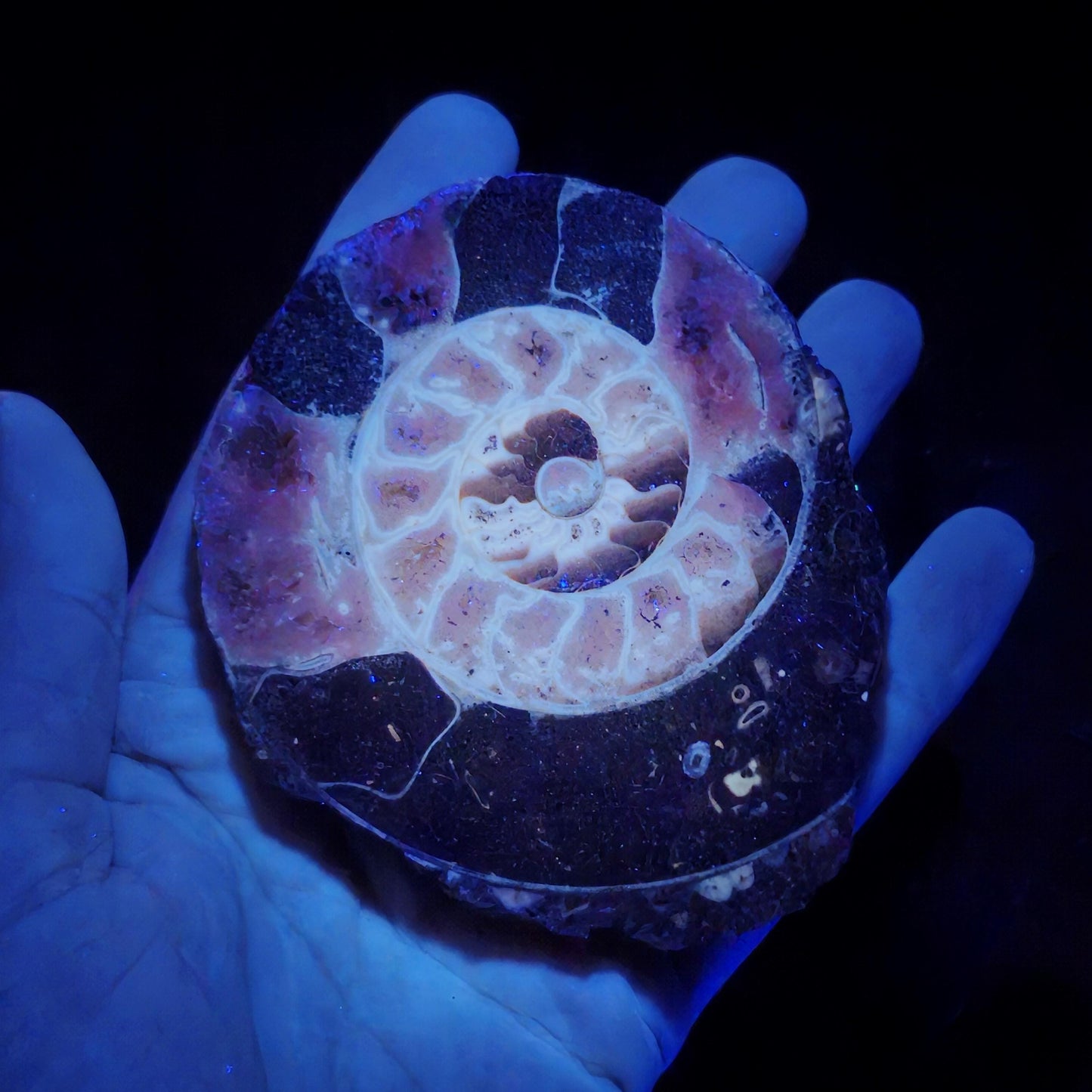 Ammonite Fossil Slices with Dogtooth Calcite, UV Reactive
