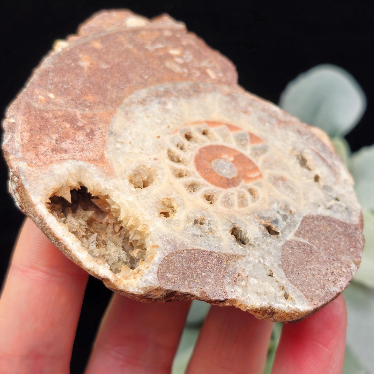 Ammonite Fossil Slices with Dogtooth Calcite, UV Reactive