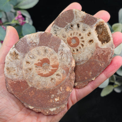 Ammonite Fossil Slices with Dogtooth Calcite, UV Reactive