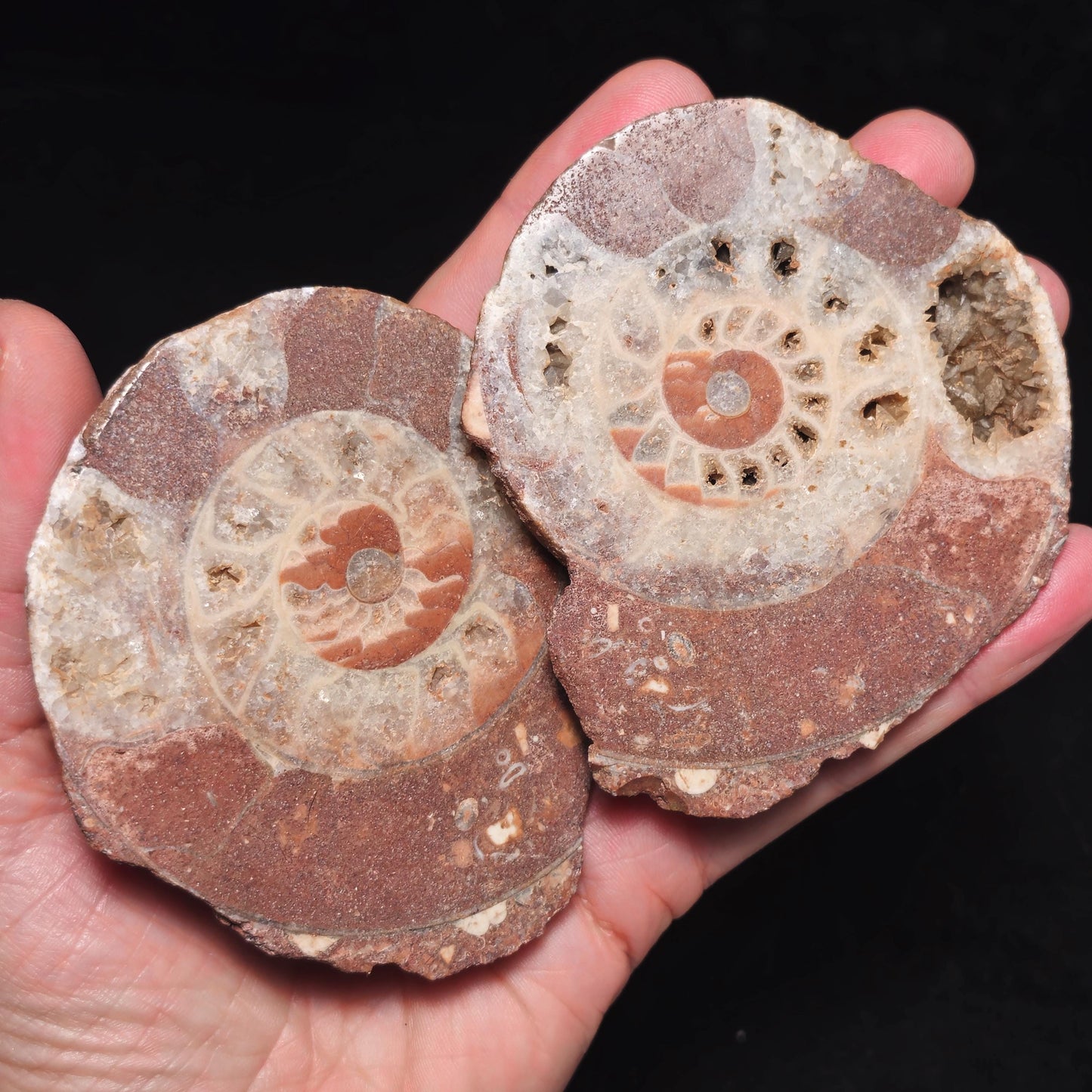 Ammonite Fossil Slices with Dogtooth Calcite, UV Reactive