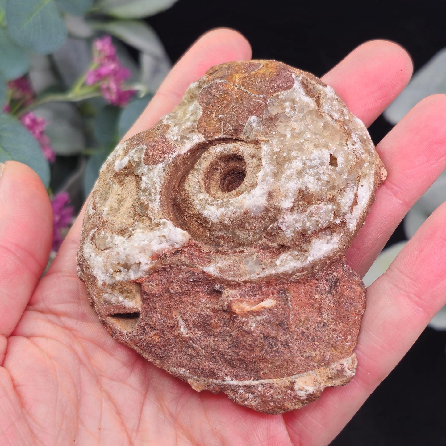 Ammonite Fossil Slices with Dogtooth Calcite, UV Reactive