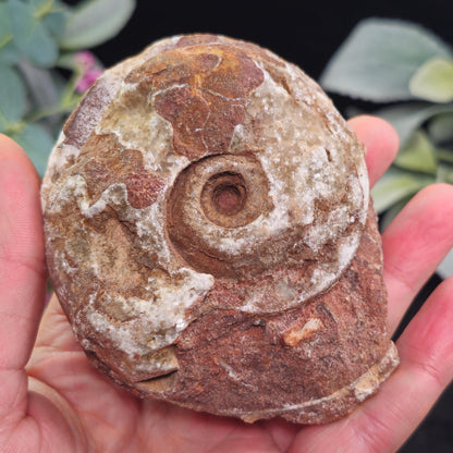 Ammonite Fossil Slices with Dogtooth Calcite, UV Reactive