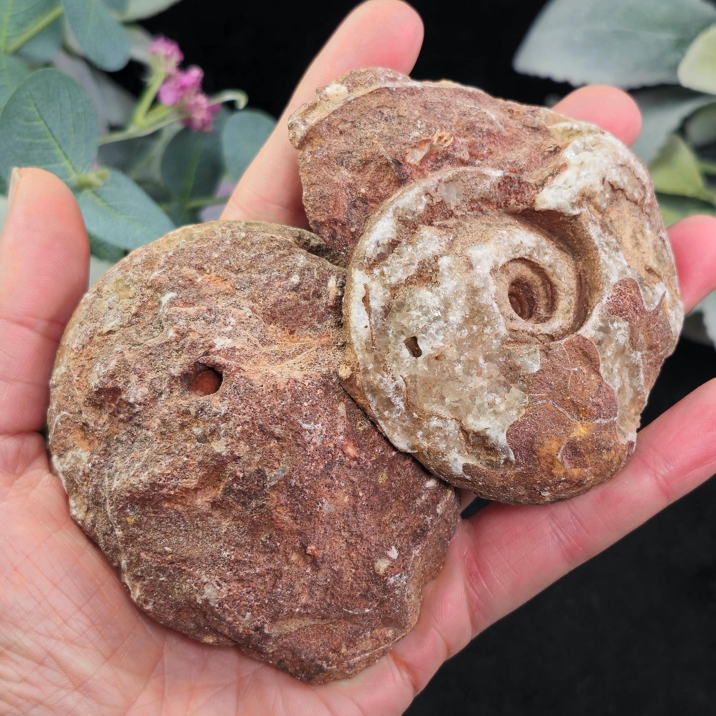 Ammonite Fossil Slices with Dogtooth Calcite, UV Reactive