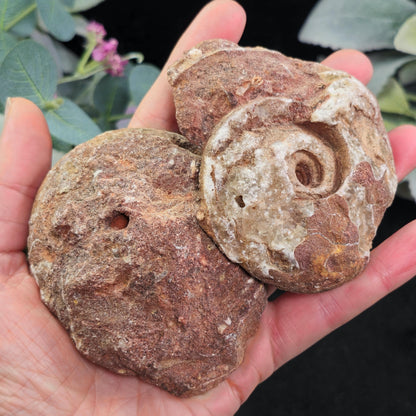 Ammonite Fossil Slices with Dogtooth Calcite, UV Reactive