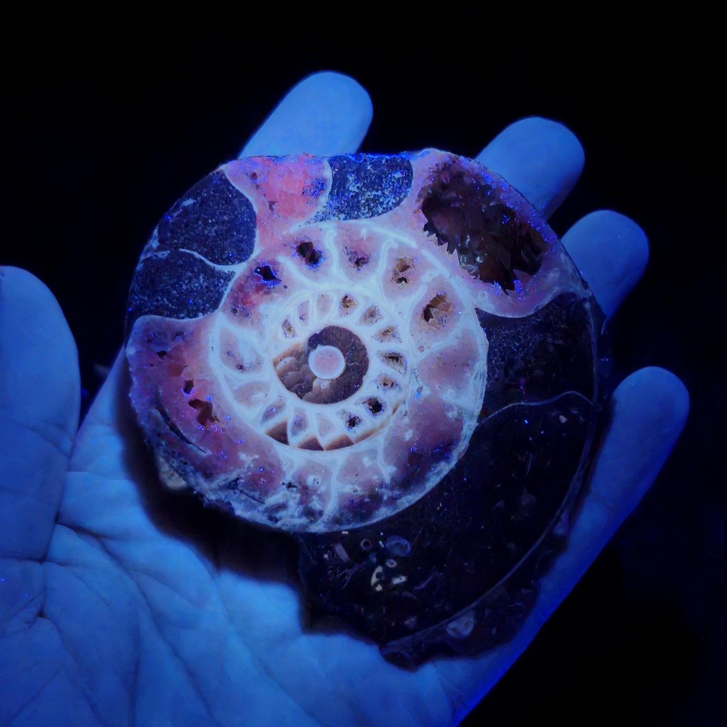 Ammonite Fossil Slices with Dogtooth Calcite, UV Reactive