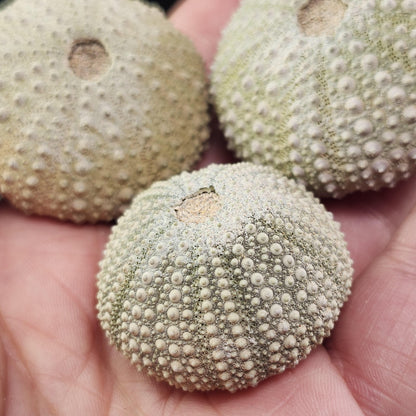 Sea Urchin Fossil Specimen