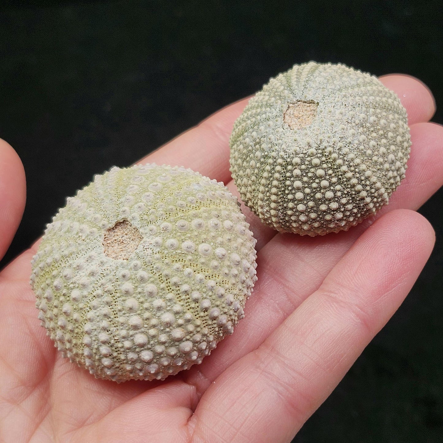 Sea Urchin Fossil Specimen