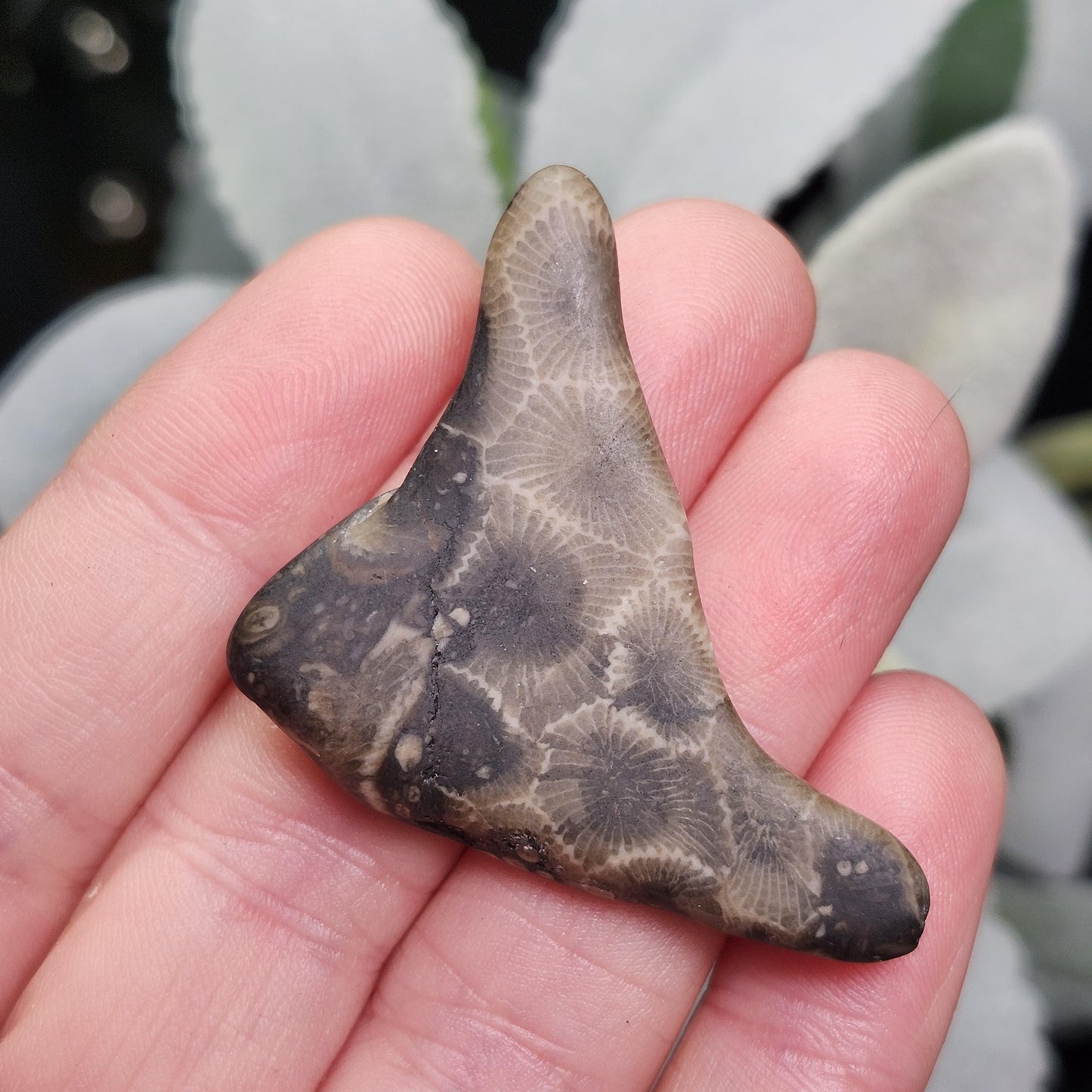 Petoskey Stone (10 to 15 grams) Polished Specimens from Michigan