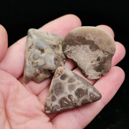 Petoskey Stone (10 to 15 grams) Polished Specimens from Michigan