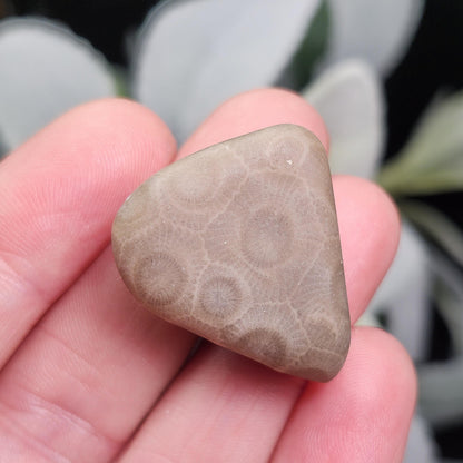Petoskey Stone (10 to 15 grams) Polished Specimens from Michigan