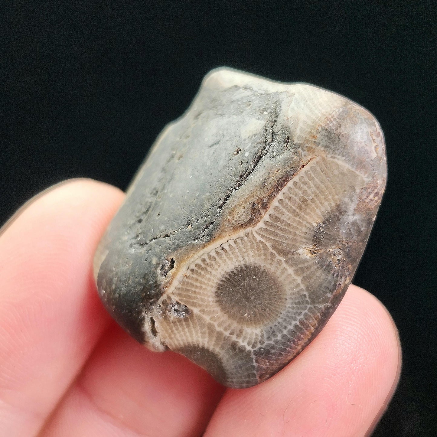Petoskey Stone (10 to 15 grams) Polished Specimens from Michigan