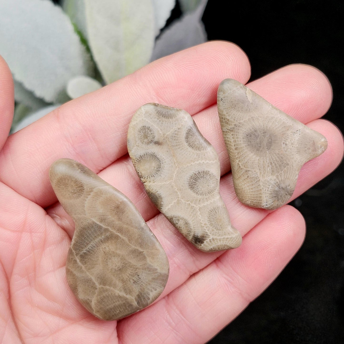 Petoskey Stone (Choose Your Weight) Polished Specimens from Michigan