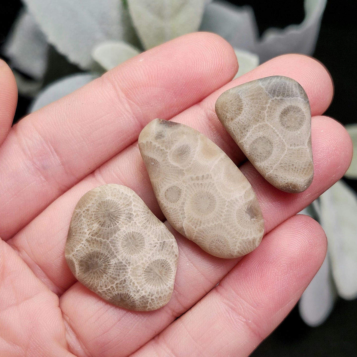 Petoskey Stone (Choose Your Weight) Polished Specimens from Michigan