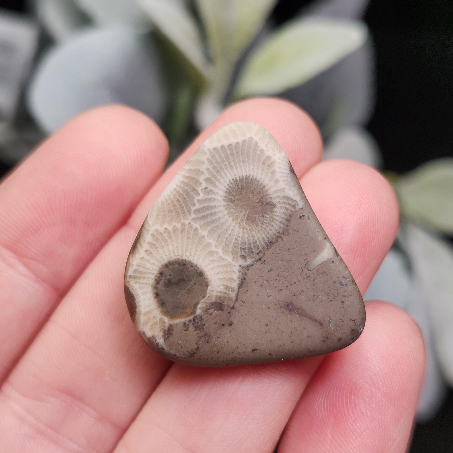 Petoskey Stone (Choose Your Weight) Polished Specimens from Michigan